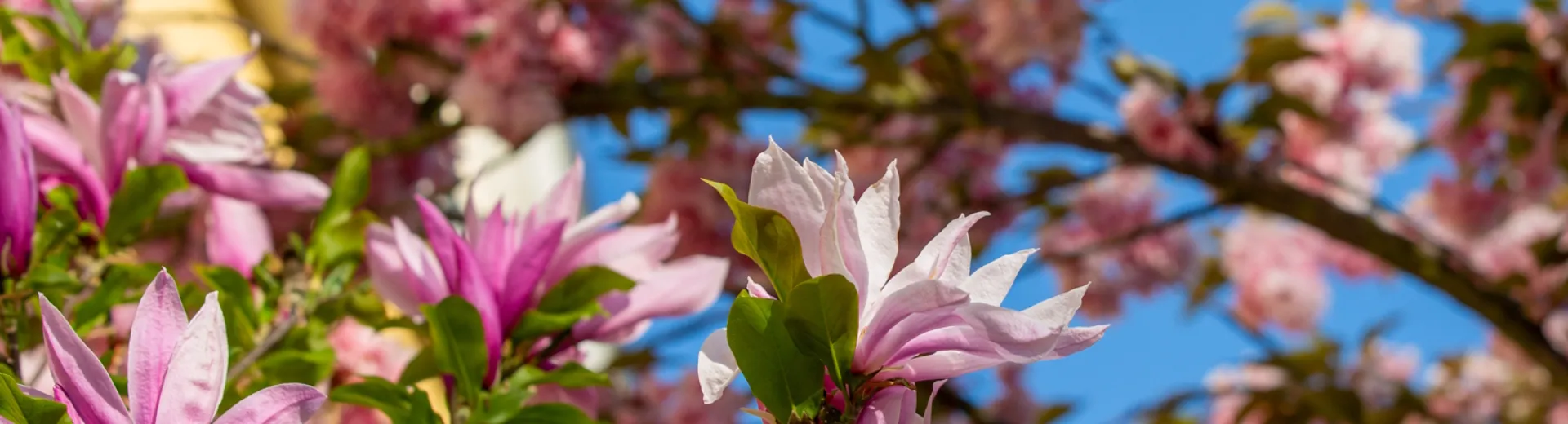 Blühende Kirschbäume in der Marburger Stresemannstraße in Nahaufnahme. Startseite Kirschblüten