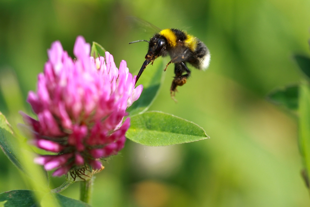 Eine Hummel trinkt Nektar aus einer Kleeblüte.&nbsp;&copy;&nbsp;UNB, Stadt Marburg