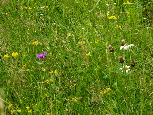 Wildblumenwiese.&nbsp;&copy;&nbsp;UNB, Stadt Marburg
