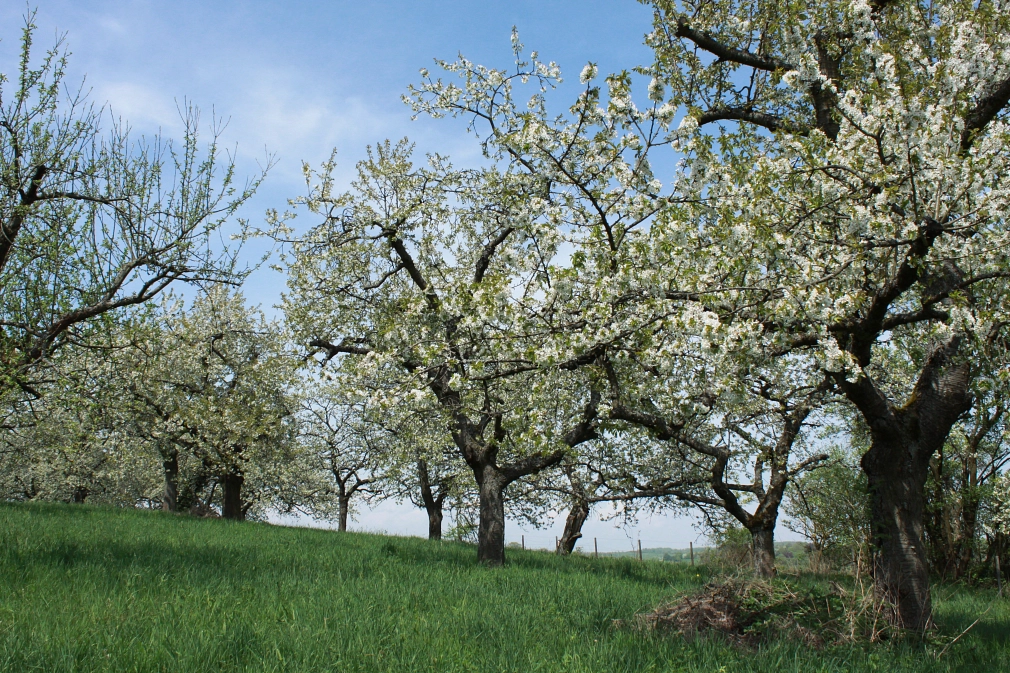 Auf einer grünen Wiese, dem Heiligen Grund, sind alte Apfelbäume zu sehen. Sie blühen.&nbsp;&copy;&nbsp;Franziska Seer, Stadt Marburg