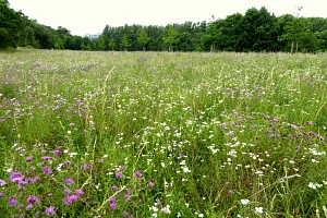 Ausgleichsfläche Rotenberg 1 Wiese mit violetten und weißen Blumen. Im Hintergrund sieht man einen Waldrand.