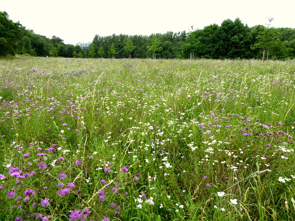 Ausgleichsfläche Rotenberg 1 Wiese mit violetten und weißen Blumen. Im Hintergrund sieht man einen Waldrand. © K. Bork