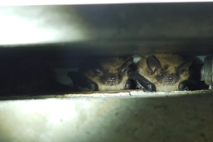 Bartfledermaus Nahaufnahme von zwei Bartfledermäusen in einer Mauerspalte. Große Ohren Stupsnase und hellbraunes Fell