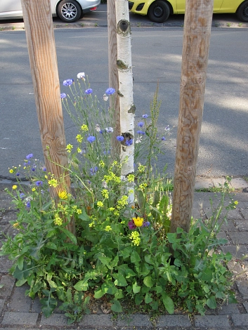 Baumbeet Ockerhäuser Allee