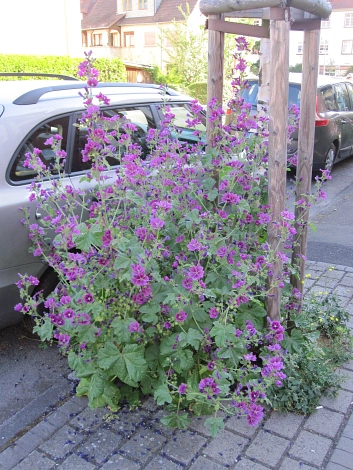 Baumbeet Ockershäuser Allee