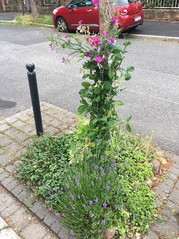 Baumbeet Radestr.