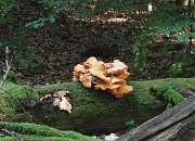 Pilz an einem abgestorbenen Baumstamm