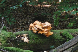 Baumpilz Pilz an einem abgestorbenen Baumstamm