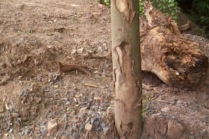 Baustellenbedingter Schaden an einem Baum
