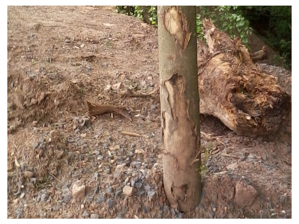Baustellenbedingter Schaden an einem Baum&nbsp;&copy;&nbsp;Universitätsstadt Marburg, FD Stadtgrün, Gerd Schüssler