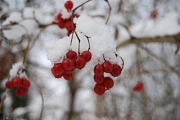 Rote, Schnee bedeckte Beeren am Strauch