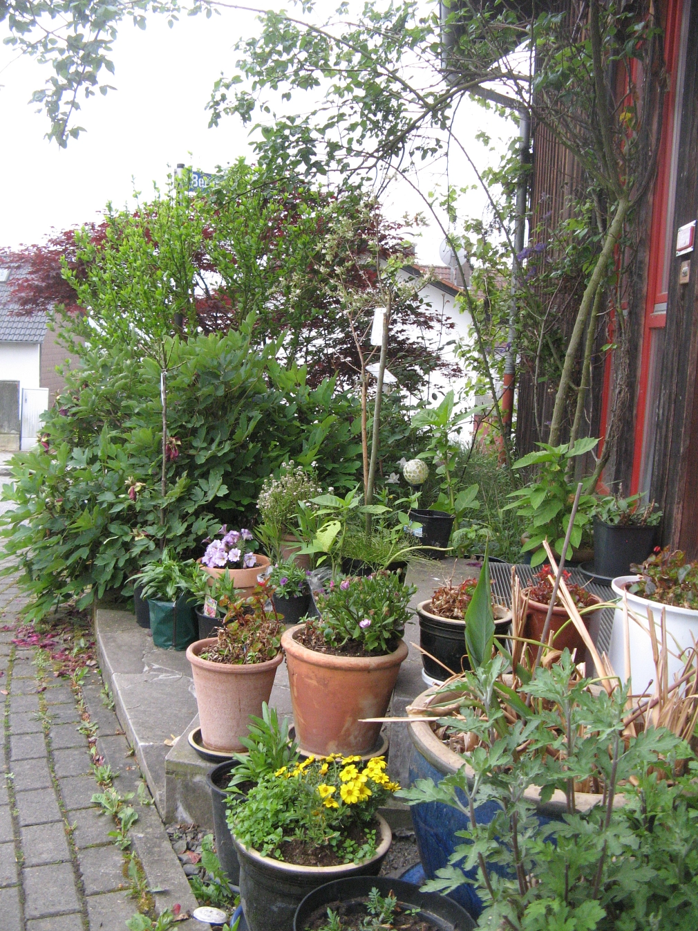 Grünes vor dem Haus