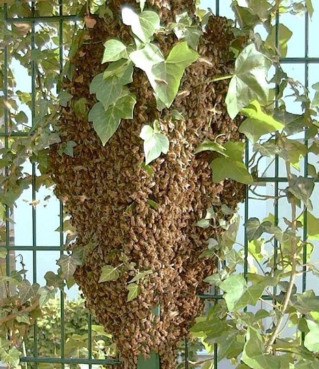 Ein Bienenschwarm, der sich an einem Gartenzaun zusammengefunden hat. © Universitätsstadt Marburg