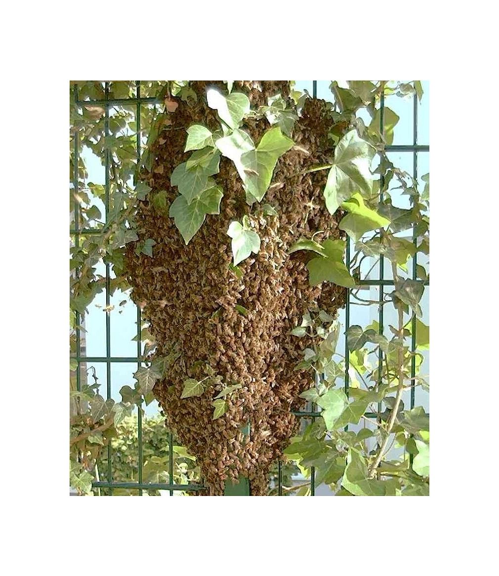 Bienenschwarm Ein Bienenschwarm, der sich an einem Gartenzaun zusammengefunden hat. © Universitätsstadt Marburg