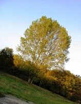 Birke