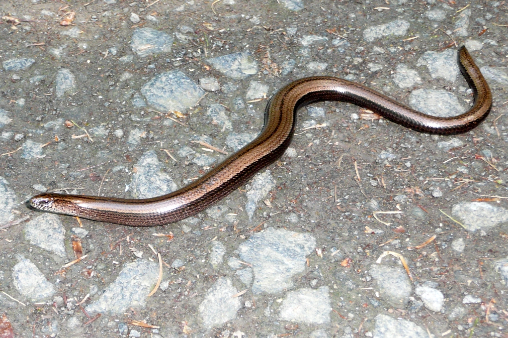 Blindschleiche Bild einer Blindschleiche auf einem Waldweg. © K. Bork