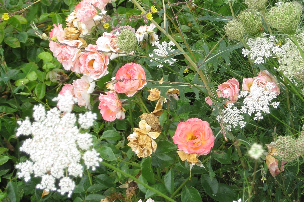 Blütenbild_ausschnitt.jpg Blütenbild mit Rosen und Wildkräutern © Universitätsstadt Marburg FD Stadtgrün Celia Meggers