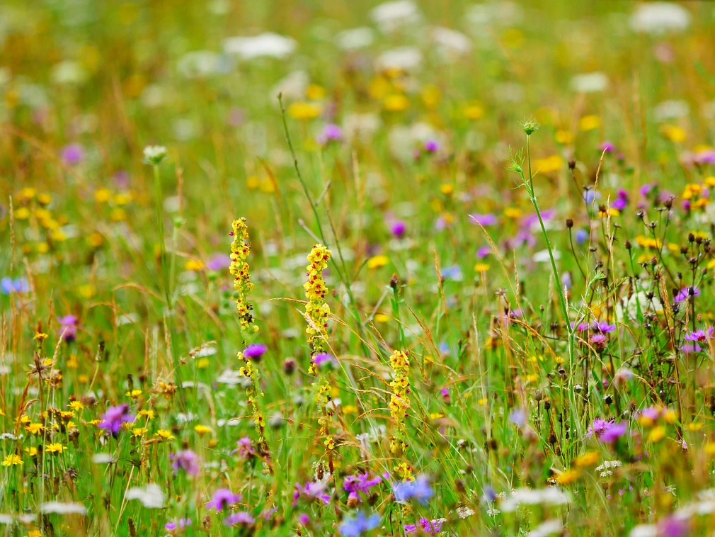 Bunte wilde Blumenwiese: hochgewachene Gräser. Ein Blumenmeer mit lila, gelben und weißen Blüten.
