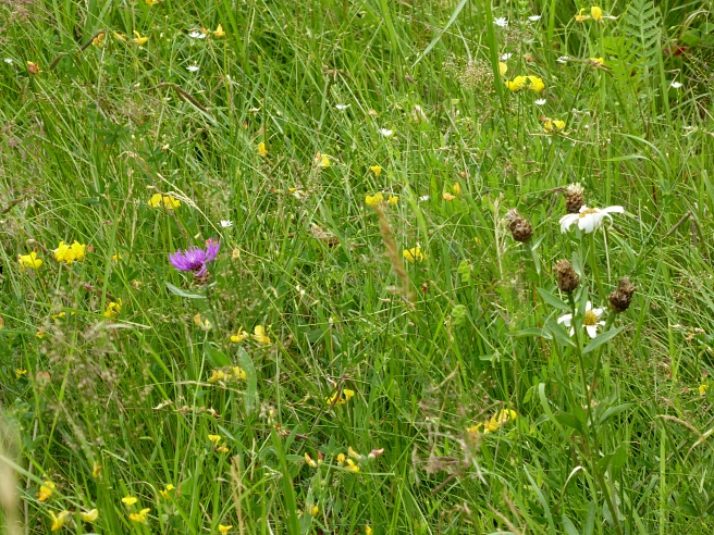 Nahaufnahme einer Wiese mit gelben, violetten und weißen Blumen.&nbsp;&copy;&nbsp;K. Bork