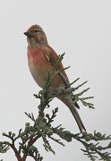 Gräulicher Finkenvogel mit verwaschen rötlicher Brust und roter Stirn.