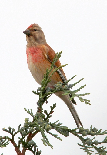 Kleiner Finkenvogel mit verwaschen rötlicher Brust und roter Stirn sowie einem kräftigen Schnabel.&nbsp;&copy;&nbsp;K. Bork