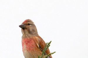 Bluthänfling 9 Kleiner Finkenvogel mit verwaschen rötlicher Brust und roter Stirn sowie einem kräftigen Schnabel.