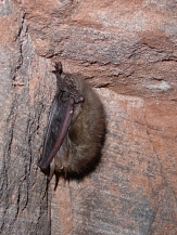 Fledermaus, die kopfüber an einem Vorsprung in einer Höhle hängt und Winterschlaf hält. © Matthias Simon