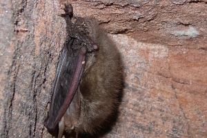 Braunes Langohr im Winterquartier (Tannhäuser) Fledermaus, die kopfüber an einem Vorsprung in einer Höhle hängt und Winterschlaf hält.