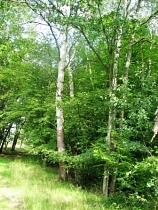 Buchen