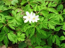 Buschwindröschen blühen weiß