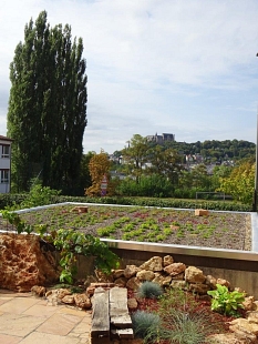 Ein begrüntes Dach in der Universitätsstadt Marburg. © Irena Ziegler