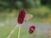 Ein kleiner Schmetterling (Dunkler Wiesenknopf-Ameisenbläuling) sitzt kopfüber am Blütenstand eines Großen Wiesenknopfes