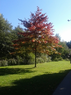 Eiche mit rotem Herbstlaub im Lanhnvorland © Universitätsstadt Marburg 67.4 Hap