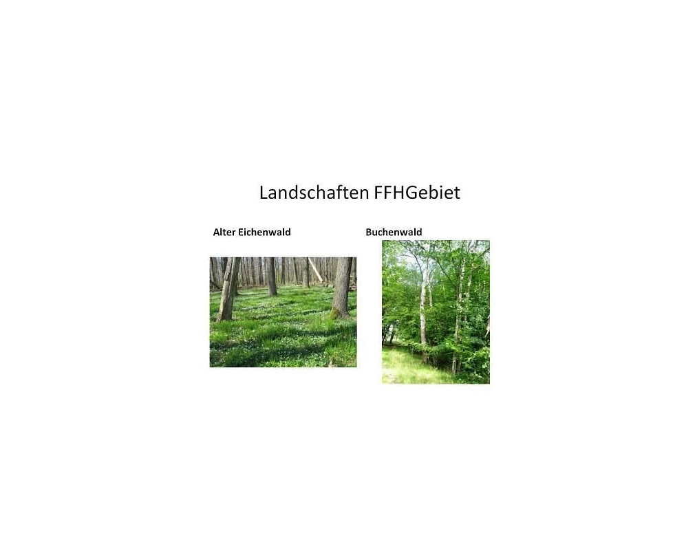 Eichen und Buchenwald
