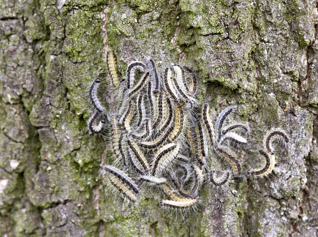 Am Stamm einer Eiche schlängeln sich Raupen des Eichenprozessionsspinners. Ab dem Frühjahr sind sie auch in Marburg zu sehen.