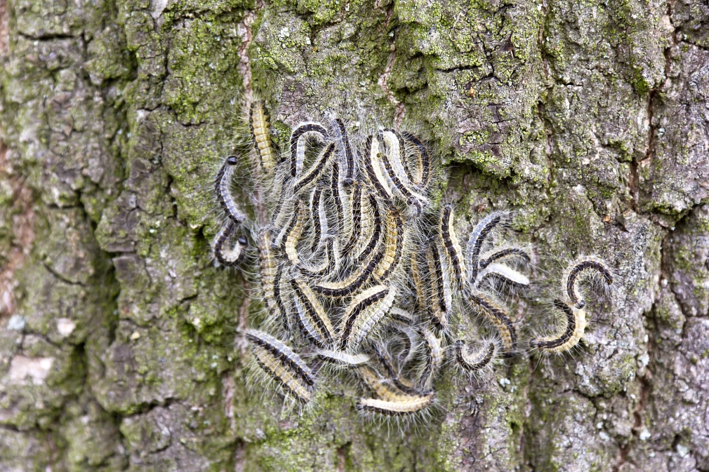 Eichenprozessionsspinner_EPS_iStock-181055383_typo-graphics.jpg Am Stamm einer Eiche schlängeln sich Raupen des Eichenprozessionsspinners. Ab dem Frühjahr sind sie auch in Marburg zu sehen. © iStock / typo-graphics