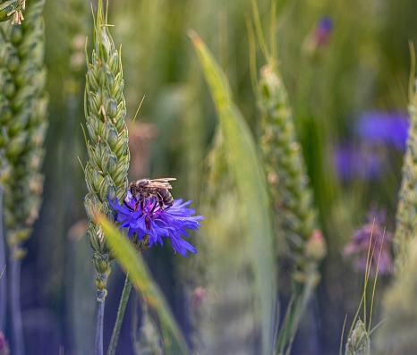 Bienen werden nicht nur von Blumen angelockt - die Sandbiene beispielsweise fühlt sich in trockenem Sand sehr wohl. © Patricia Grähling, Stadt Marburg