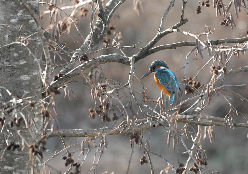 Ein Eisvogel auf dem Zweig einer Erle. Sein blau-orangefarbenes Gefieder schimmert im Licht.