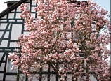 Fachwerk 2
