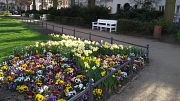 Friedrichsplatz im Frühling, bunte Viola-Pflanzung vor weiße Sitzbank