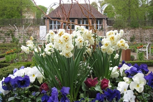 Frühling im Rosengarten Frühling im Rosengarten