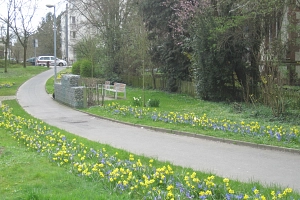 Frühlingsblüte am Fukushima-Denkmal Frühlingsblüte am Fukushima-Denkmal in der Grünanlage Pfaffenwehr