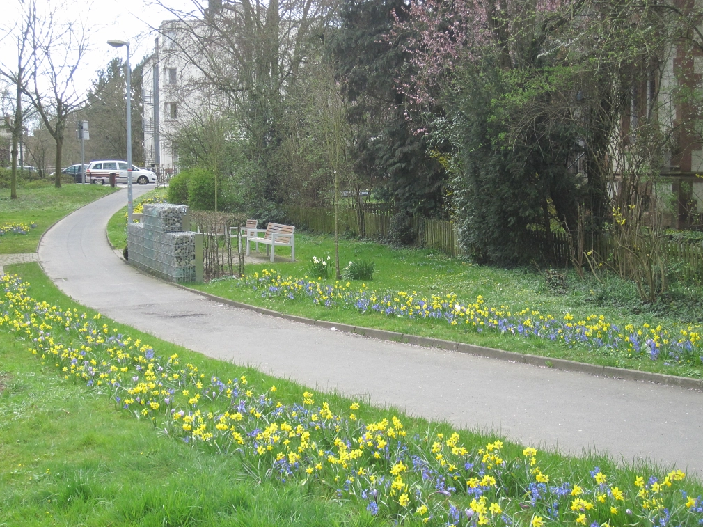 Frühlingsblüte am Fukushima-Denkmal Frühlingsblüte am Fukushima-Denkmal in der Grünanlage Pfaffenwehr © Universitätsstadt Marburg FD Stadtgrün Celia Meggers