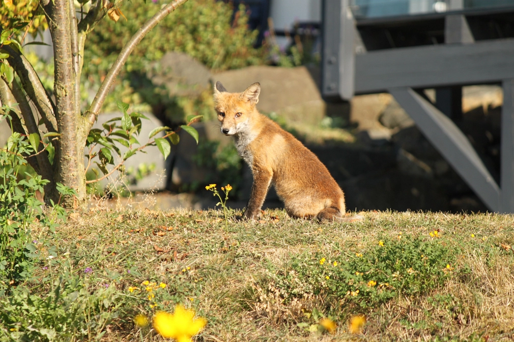 Fuchs in einem Garten in Haddamshausen Tiere im Garten © Robert Bredohl