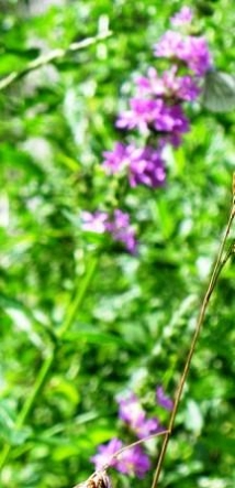 Fuchssches Knabenkraut blüht lila