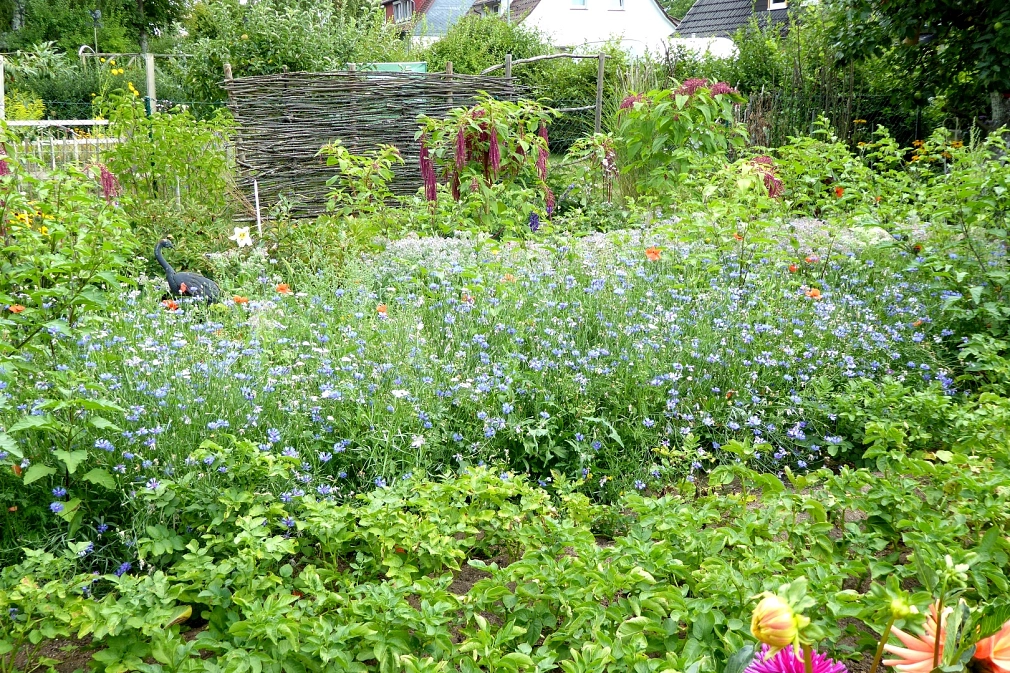 Garten in Ockershausen (Blühfläche aus regionalem Saatgut) 1 Blühfläche aus regionalem Saatgut in einem Garten in Ockershausen (Kornblume und Borretsch) © Universitätsstadt Marburg