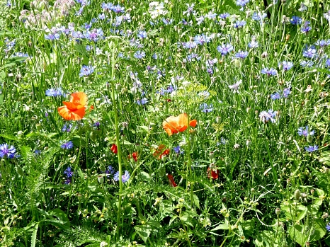 Blühfläche aus regionalem Saatgut in einem Garten in Ockershausen (blau blühende Kornblume, blau blühender Borretsch und rotem Klatschmohn). © Universitätsstadt Marburg