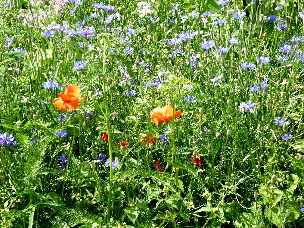 Garten in Ockershausen (Blühfläche aus regionalem Saatgut) 2 Blühfläche aus regionalem Saatgut in einem Garten in Ockershausen (blau blühende Kornblume, blau blühender Borretsch und rotem Klatschmohn). © Universitätsstadt Marburg