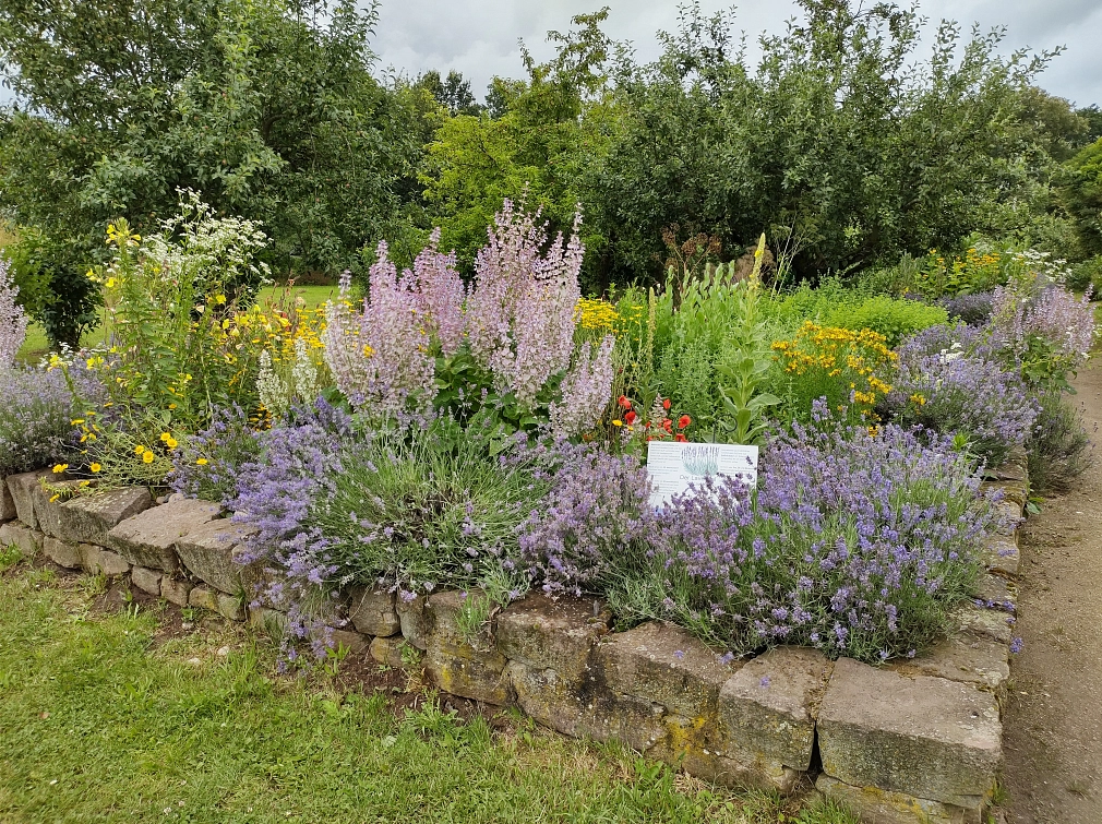Ein großes Blumenbeet im Gemeinschaftsgarten: Üppiger Lavendel mit lilafarbenen Blüten, roter Mohn.&nbsp;&copy;&nbsp;Celia Meggers, Stadt Marburg
