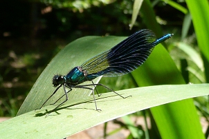 Blau-grün schillernde Libelle auf dem Blatt eines Rohrkolbens. Die Flügel stehen dachförmig über dem Hinterleib. In den hinteren zwei Dritteln sind die Flügel dunkel getönt. Das vordere Drittel und die Flügelspitzen sind farblos. © K. Bork